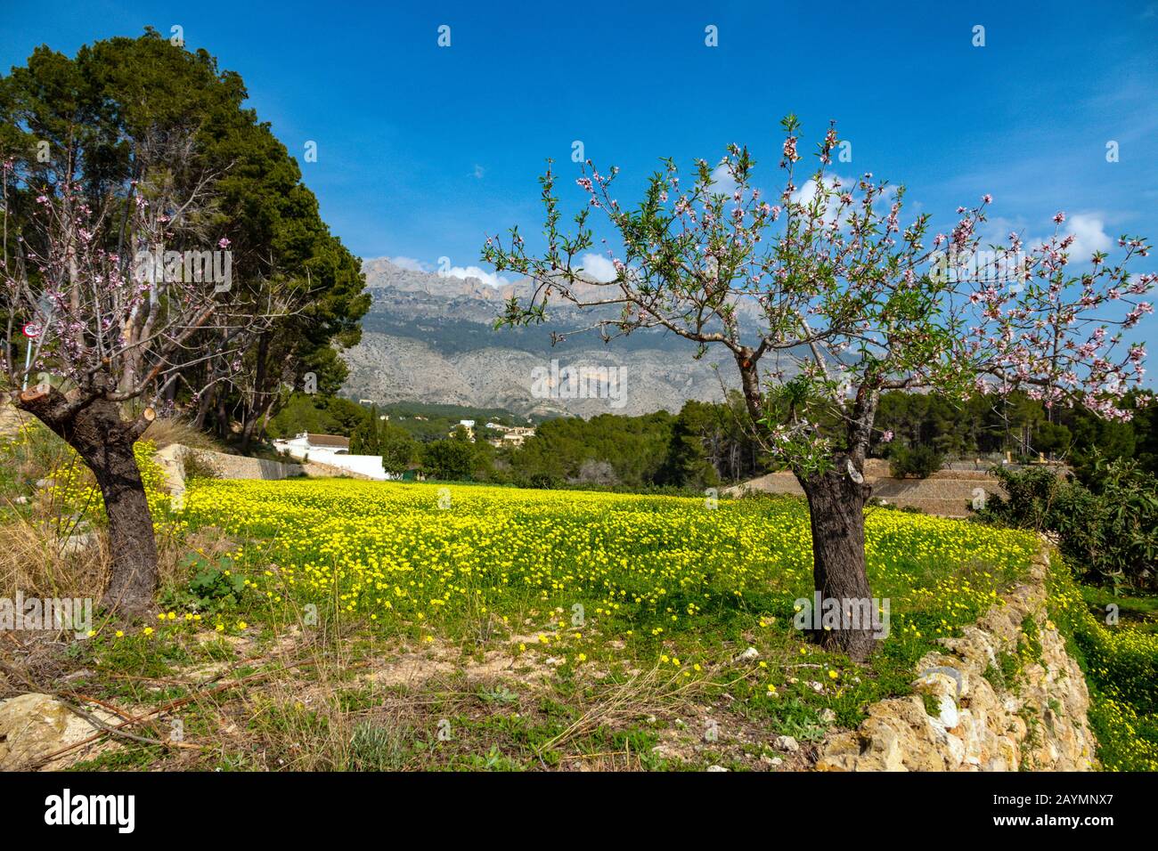 Field of yellow mustard flowers and Bernia Ridge, Altea la Vella, Costa ...