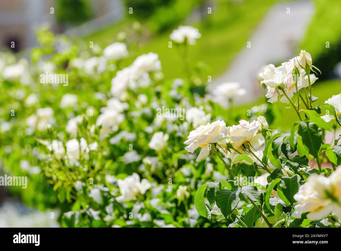 white roses in garden Stock Photo