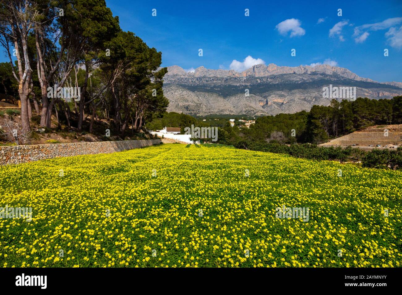 Field of yellow mustard flowers and Bernia Ridge, Altea la Vella, Costa ...
