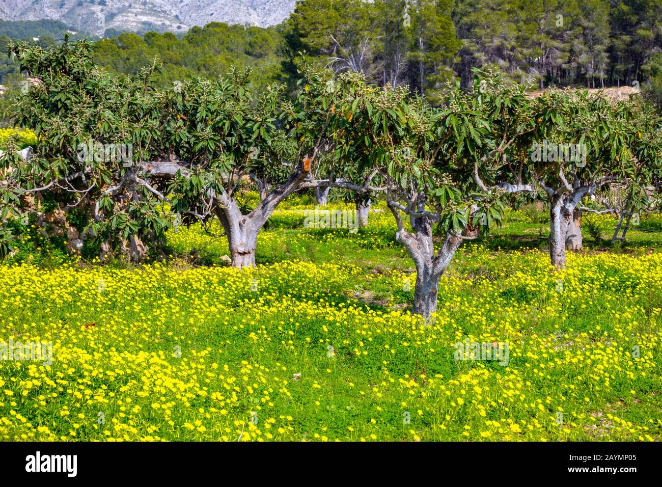 Field of yellow mustard flowers and Bernia Ridge, Altea la Vella, Costa ...