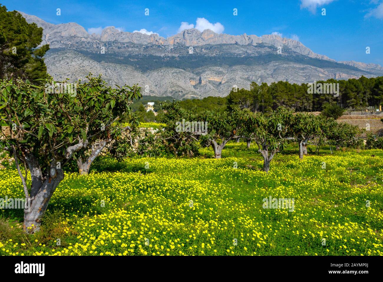 Field of yellow mustard flowers and Bernia Ridge, Altea la Vella, Costa ...