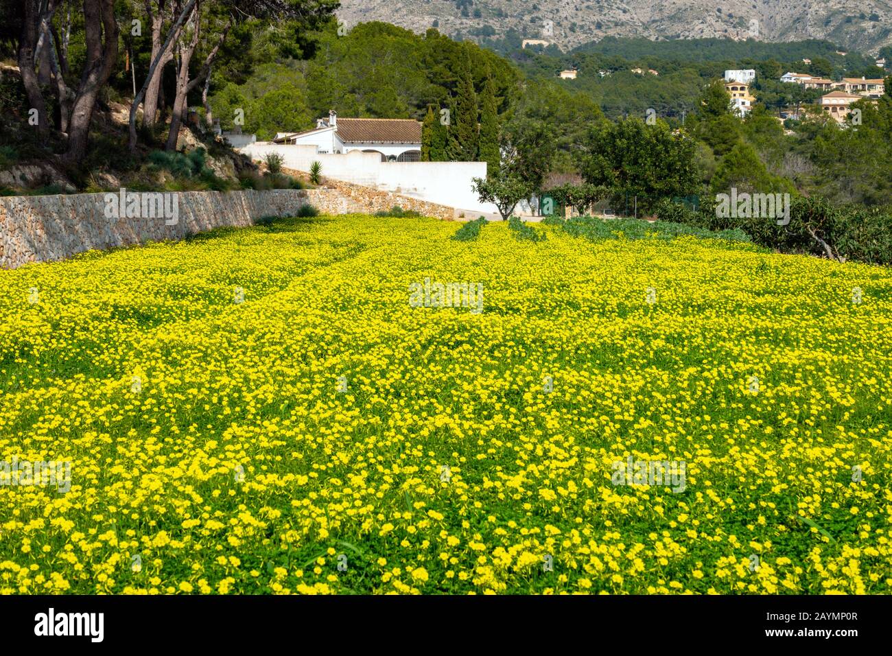 Field of yellow mustard flowers and Bernia Ridge, Altea la Vella, Costa ...