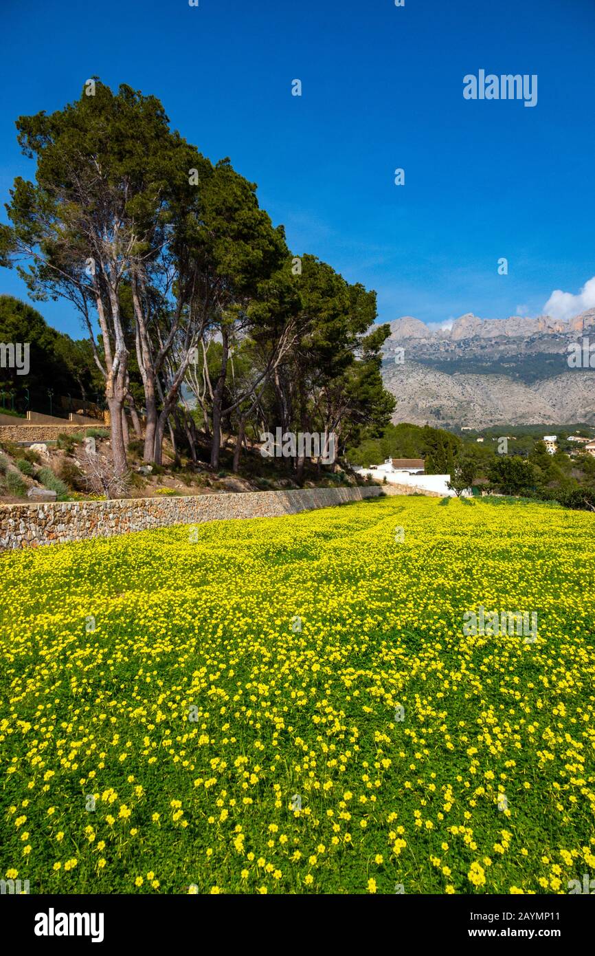 Field of yellow mustard flowers and Bernia Ridge, Altea la Vella, Costa ...