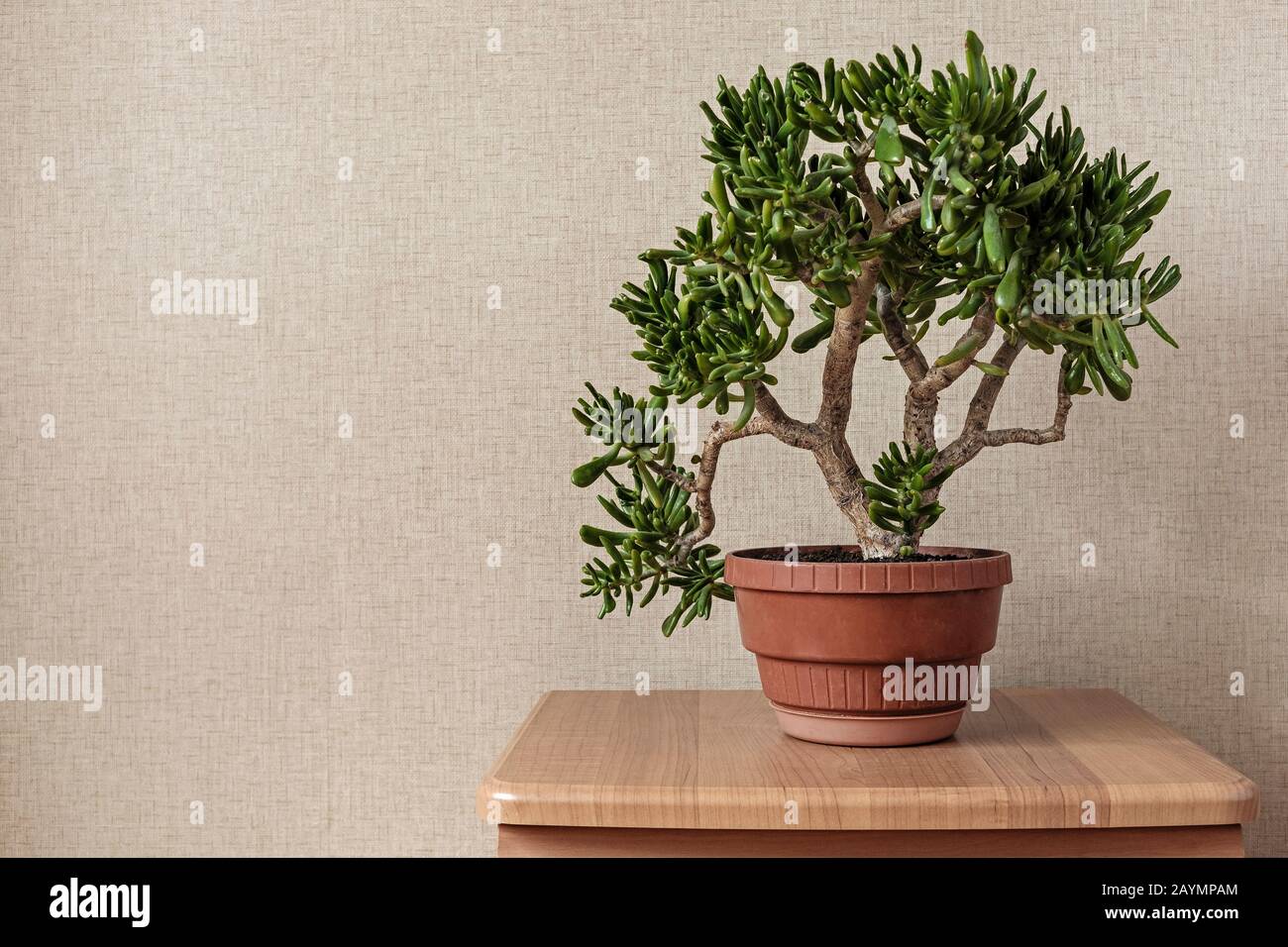 Hobbit tree hi-res stock photography and images - Alamy
