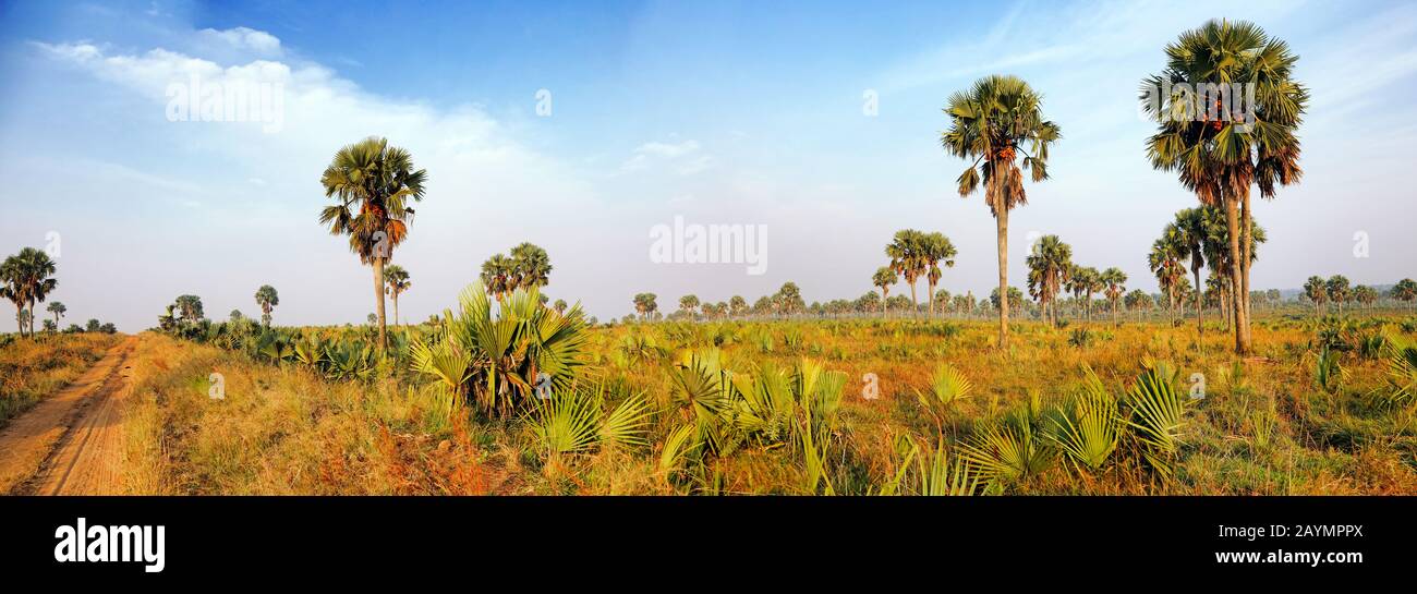 Landscape with palms at Murchison Falls National Park Uganda Stock Photo