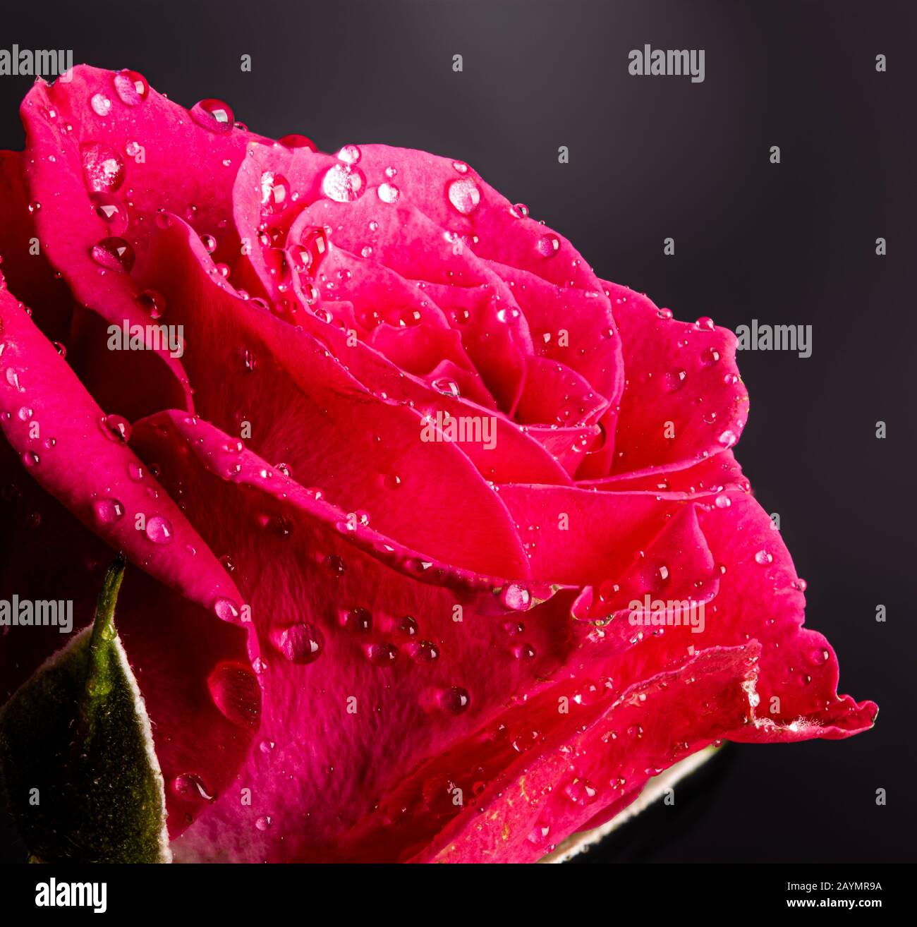 Closeup of a beautiful red rose flower with water drops on a black ...