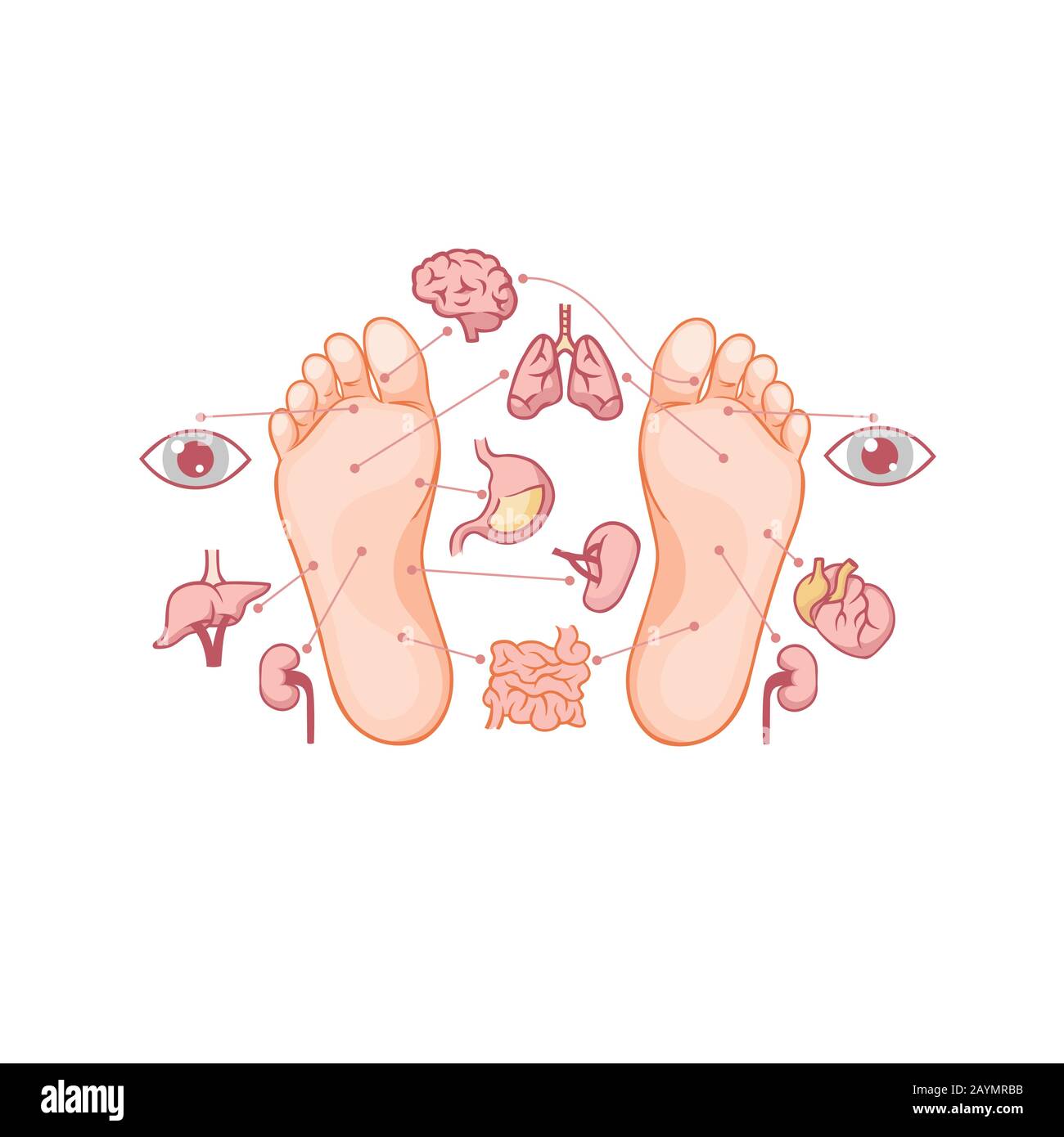 Cartoon soles of feet with marked by reflexology zones for acupuncture organs Stock Vector