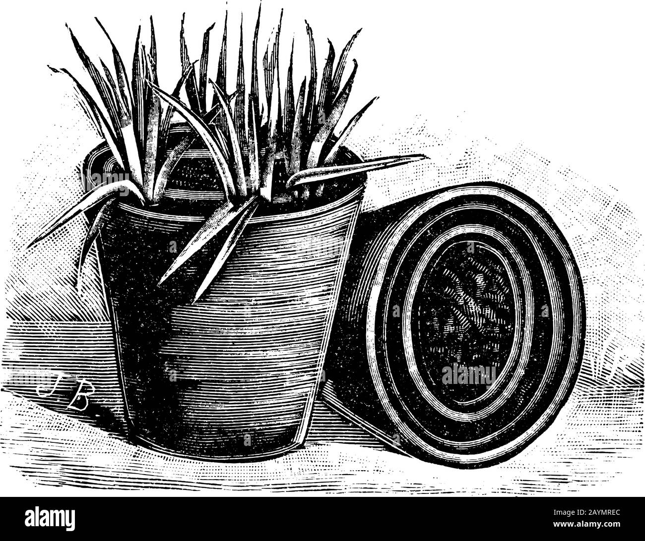 Antique vintage line art illustration, engraving or drawing of small plants in flower or plant pot. Concept of seeding, sowing, replanting or gardening. Stock Vector