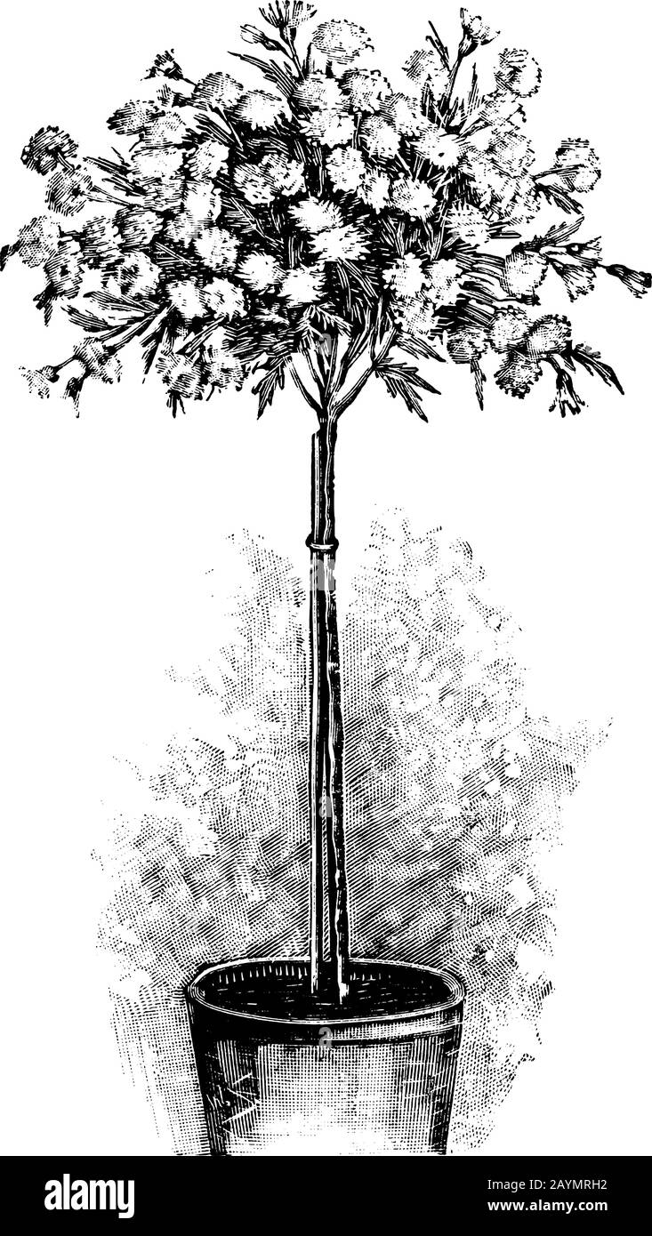 Antique Vintage Line Art Illustration Engraving Or Drawing Of Blooming Or Flowering Of Tree Chrysanthemum Growing In Plant Or Flower Pot Gardening Concept Stock Vector Image Art Alamy