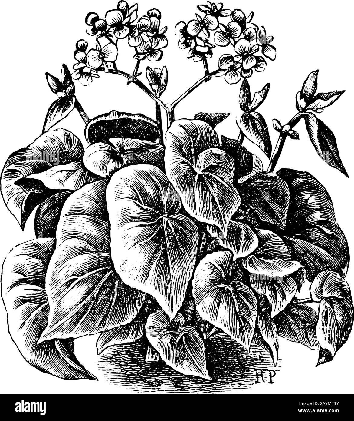 Antique vintage line art vector illustration, engraving or drawing of begonia scharffiana in flower pot. Stock Vector