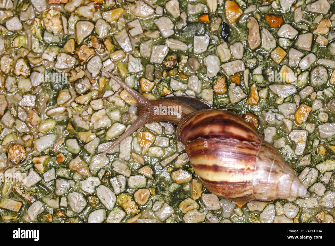 Helicinan Snail of the Genus Drymaeus macro view Stock Photo