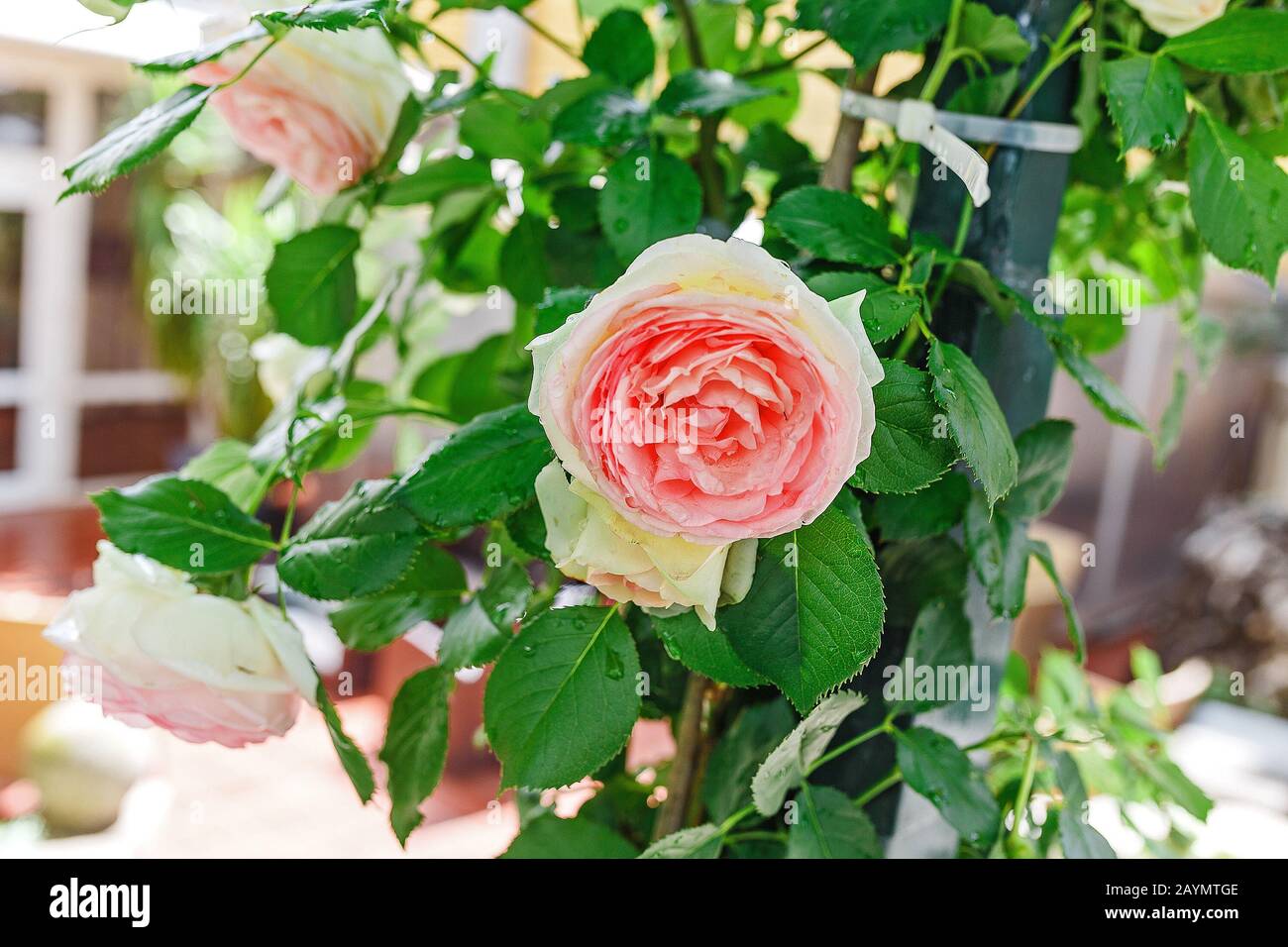 Decorative bush of a pink rose in garden Stock Photo - Alamy