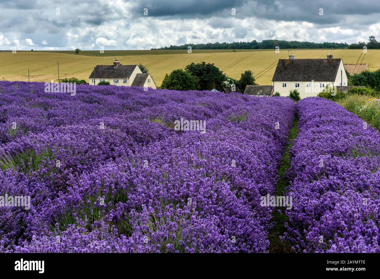 Rows of lavender in lavender fields at Snowshill Lavender Farm, Snowshill, The Cotswolds,  England UK Stock Photo