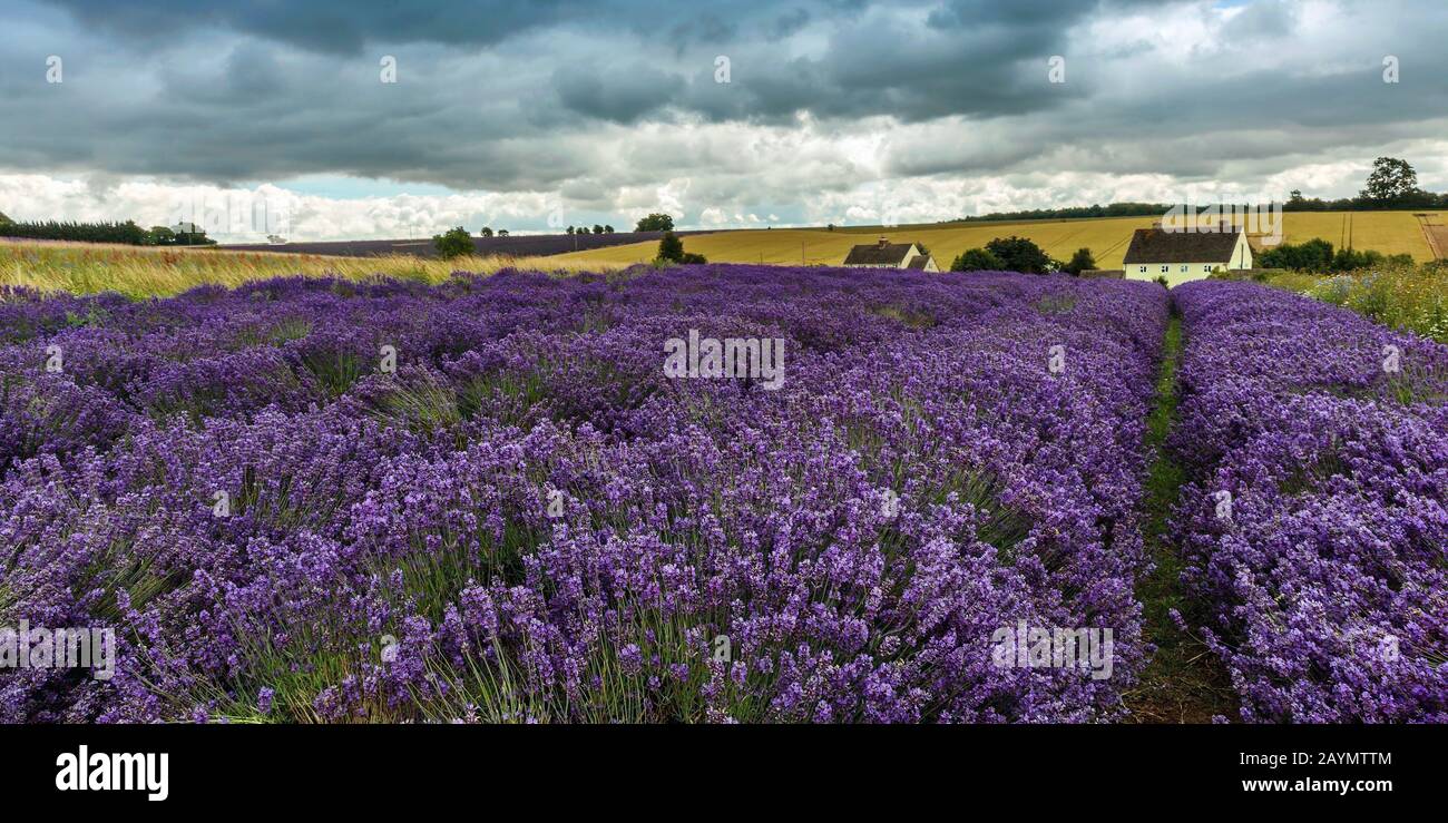 Rows of lavender in lavender fields at Snowshill Lavender Farm, Snowshill, The Cotswolds,  England UK Stock Photo