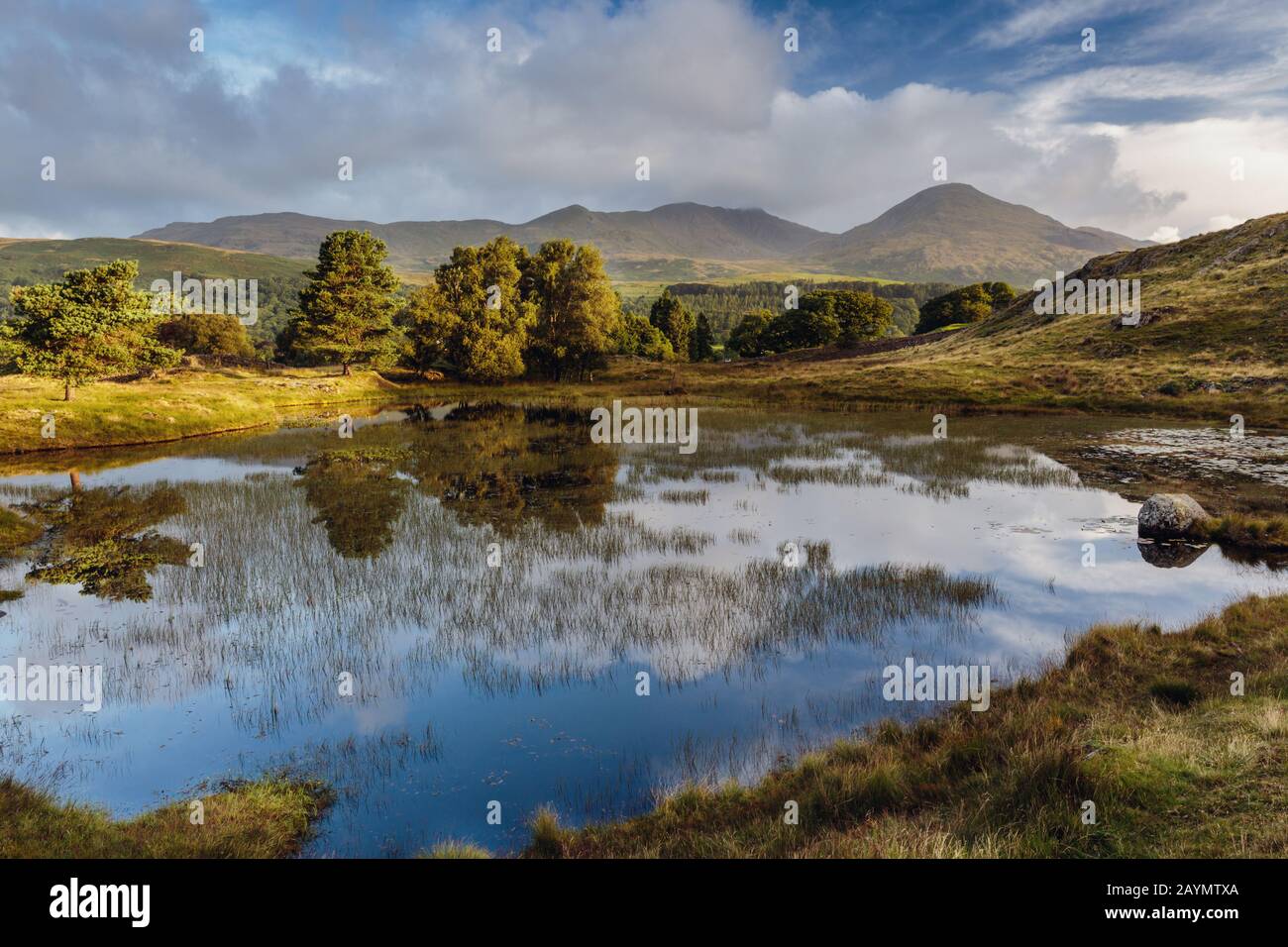 A line of trees are reflected in Kelly Hall Tarn, Lake District, Cumbria, England, Uk Stock Photo