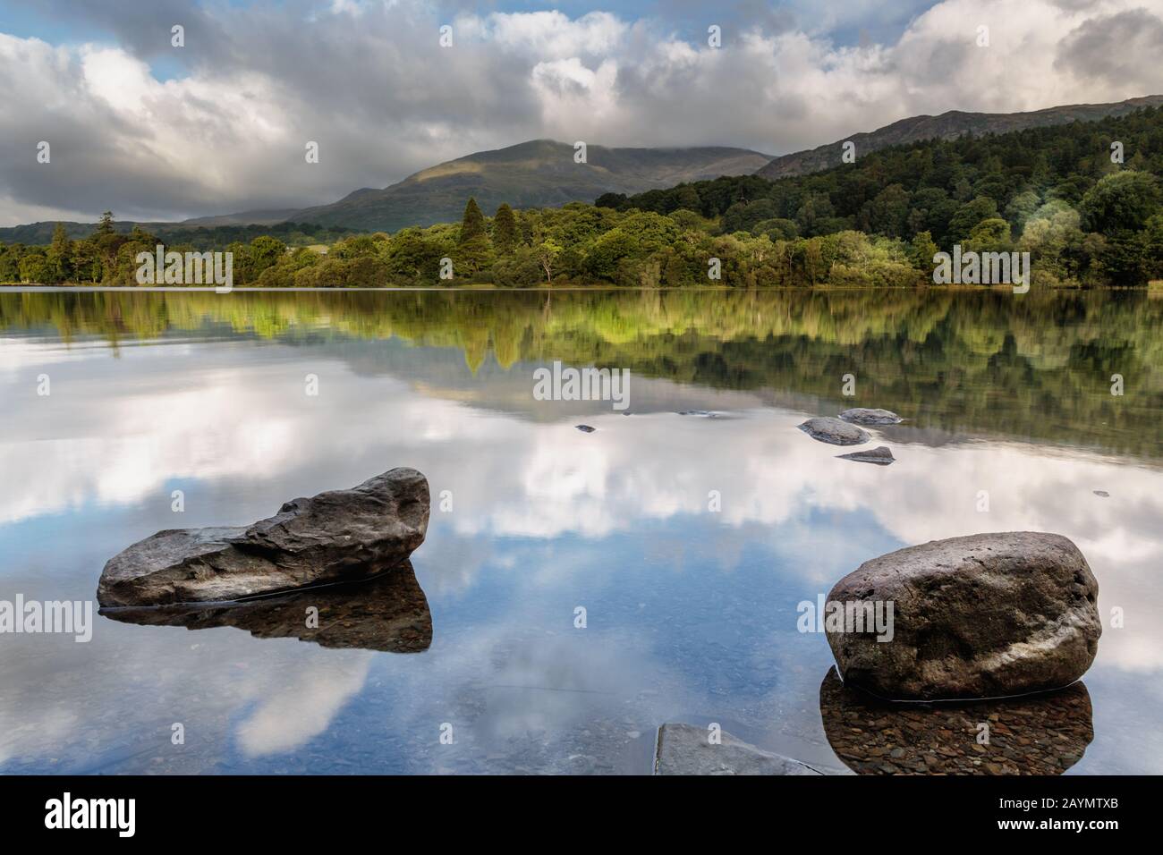 Trees reflected in Coniston Water, with the iconic 'Old Man of Coniston' mountain in the distance, Lake District, Cumbria, England, Uk Stock Photo