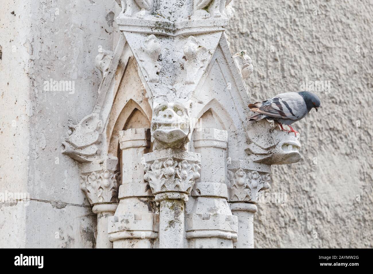 Pigeon sits on the Gothic facade of the historic building, the concept of pollution of architectural monuments Stock Photo