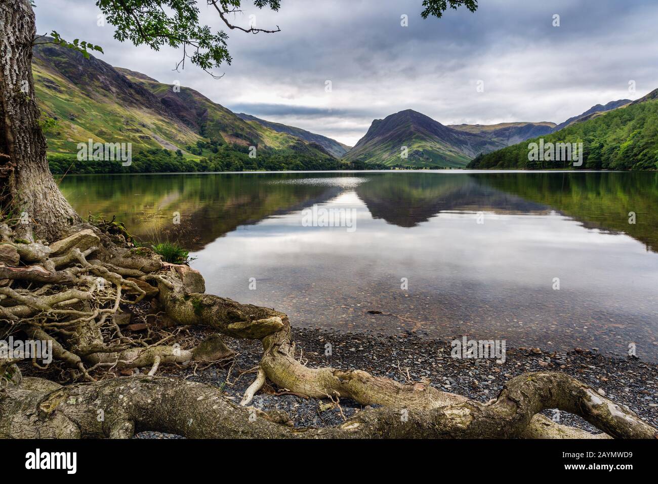 A tree with roots showing on the shores of Buttermere Lake, with Fleetwith Pike in the distance, Lake District National Park, Cumbria, England, UK Stock Photo