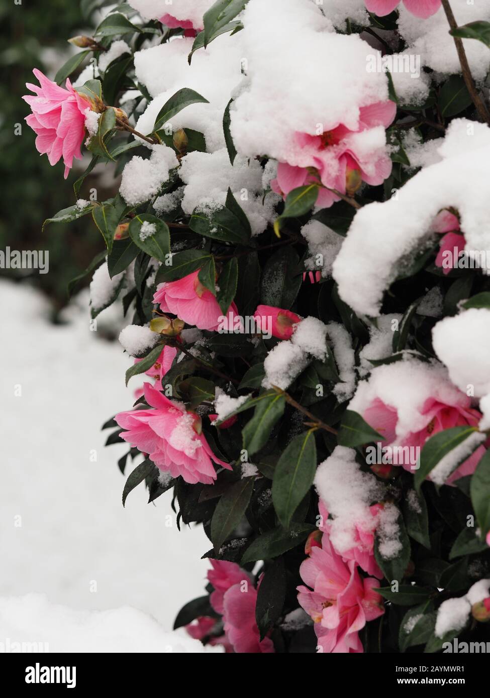 pink camellia flowers covered in snow in the cold Stock Photo