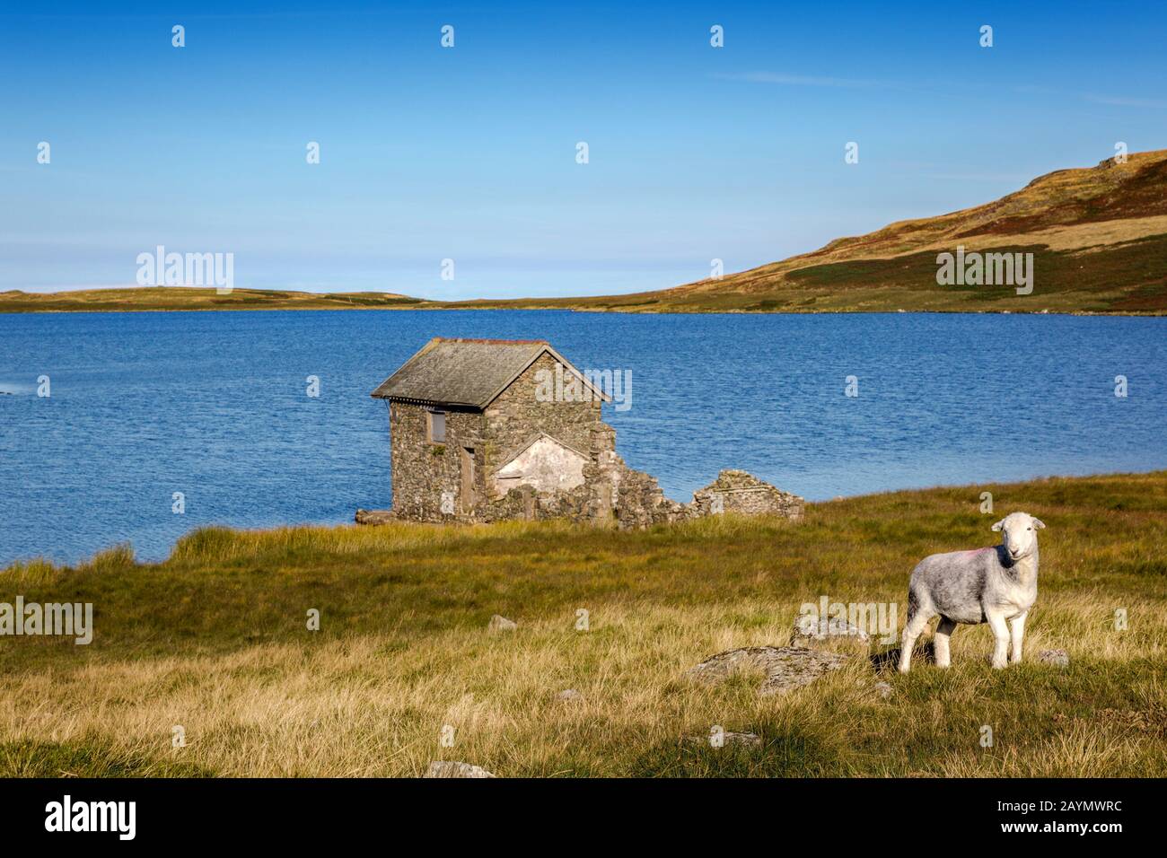 A sheep standing near the old stone boathouse on the shores of Devoke Water, Lake District National Park, Cumbria, England, Uk Stock Photo