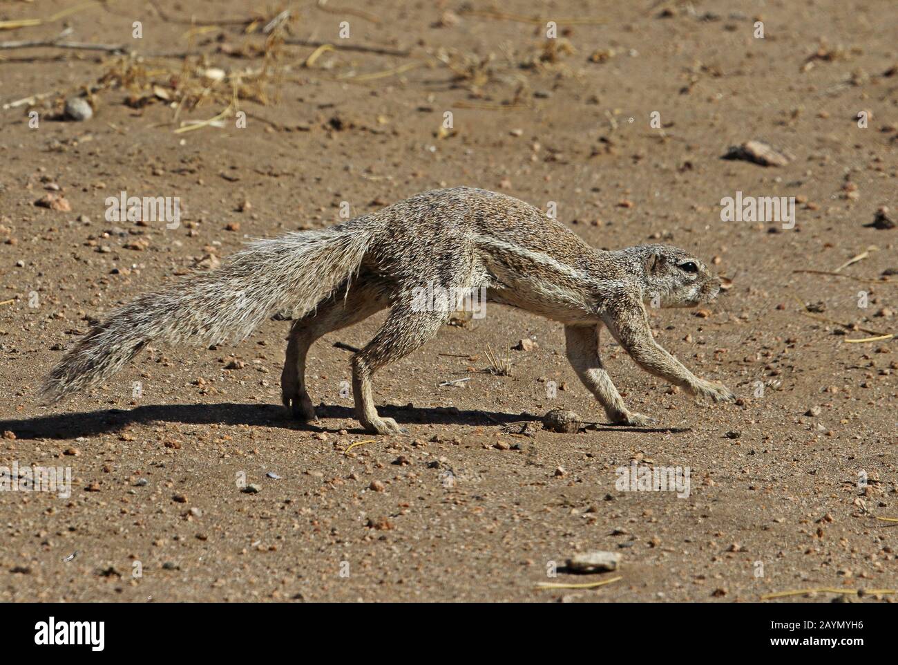 South African Ground Squirrel (Geosciurus inauris) adult running over