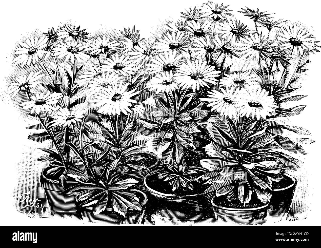 Antique vintage line art vector illustration, engraving or drawing of several blooming Nipponanthemum Nipponicum or nippon daisy plants in pots. Stock Vector
