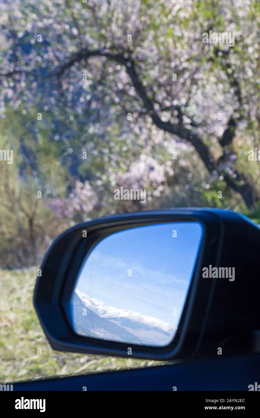Sierra Nevada mountains reflected in vehicle mirror with flowering almond trees, almond blossom, almond trees blooming at Andalucia, Spain in February Stock Photo