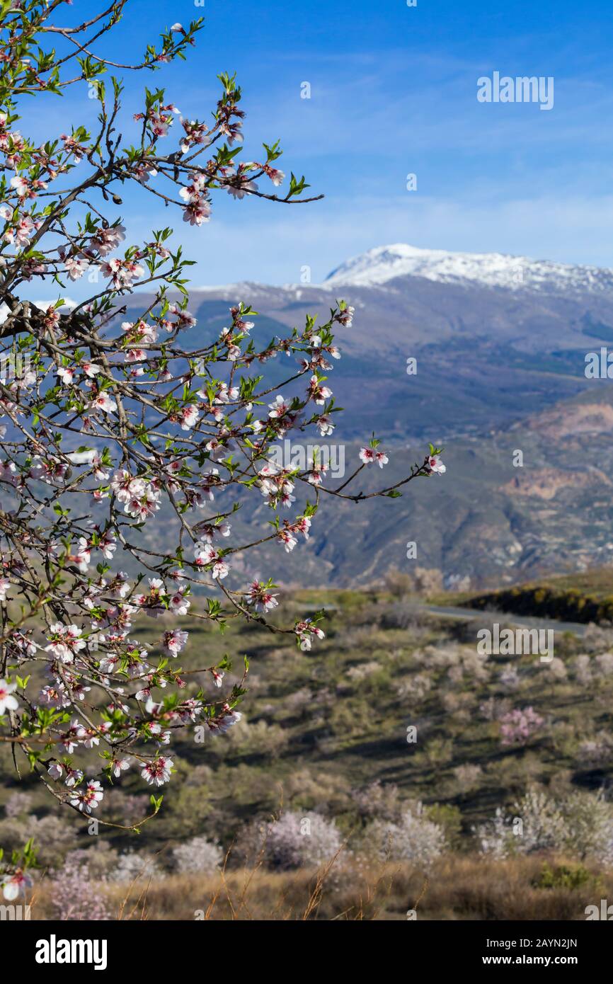 Flowering almond trees, almond blossom, almond trees blooming, Prunus dulcis, at  Andalucia, Spain in February - focus on foreground flowers Stock Photo