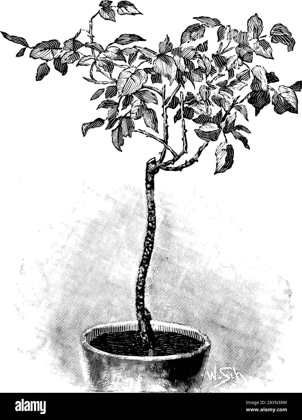 After blooming Stock Vector Images Alamy