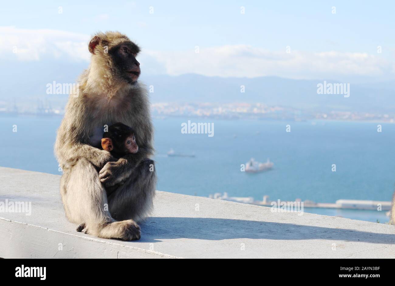 Barbary macaques in Gibraltar (mother and baby) Stock Photo