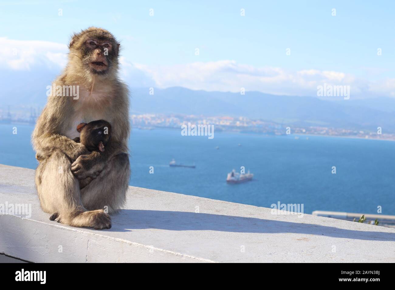 Barbary macaques in Gibraltar (mother and baby) Stock Photo