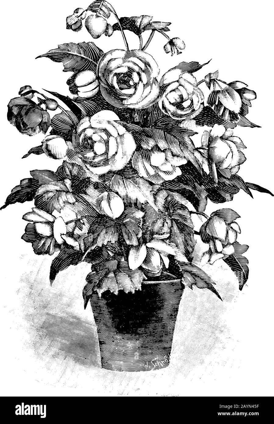 Antique vintage line art vector illustration, engraving or drawing of begonia flower in pot. Stock Vector