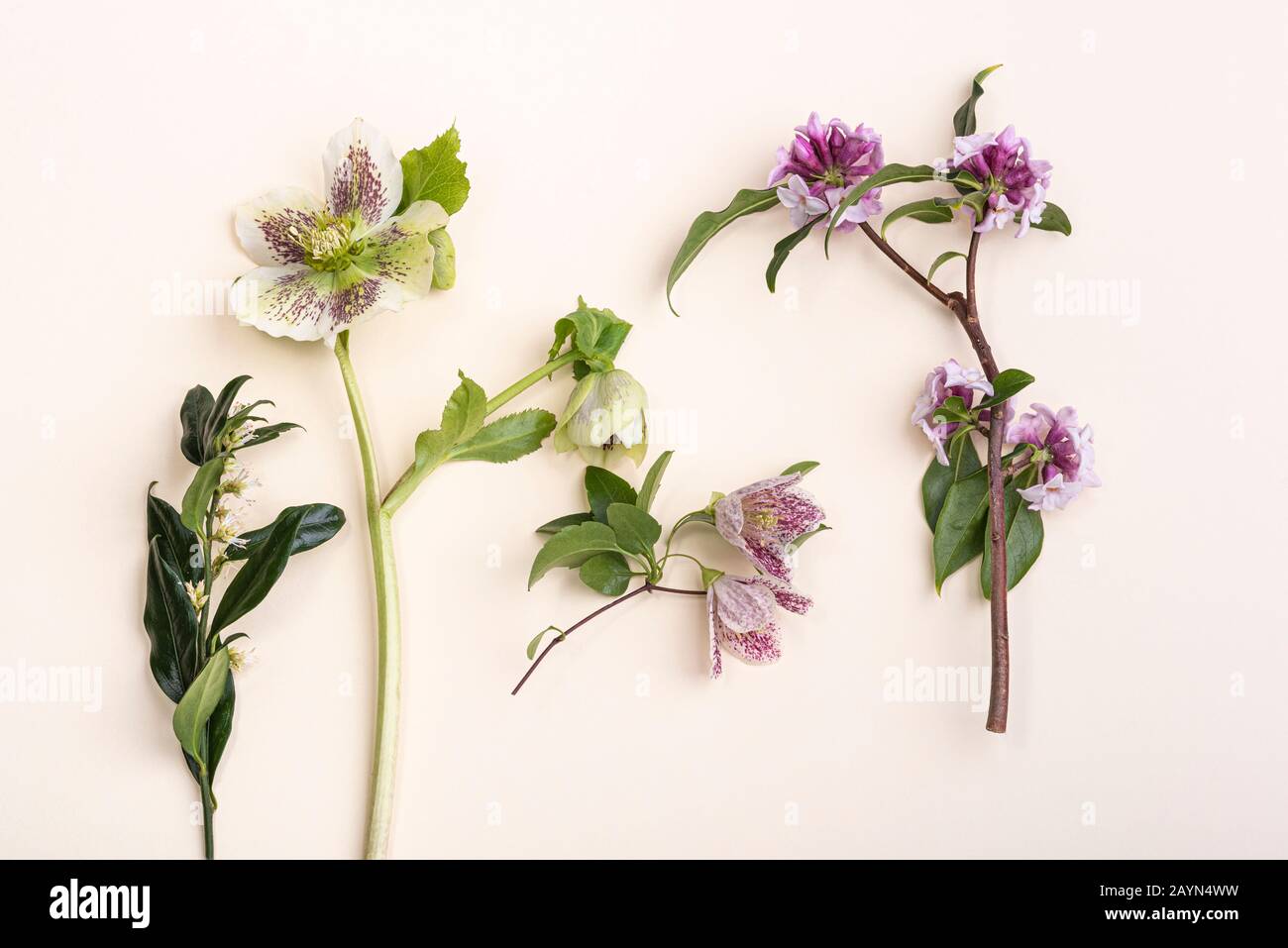Group of winter flowering plants Stock Photo