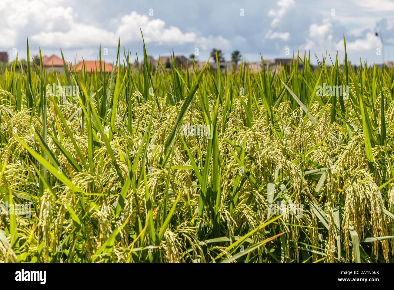Rice field with ripe rice ready for harvesting. Bali Island, Indonesia Stock Photo