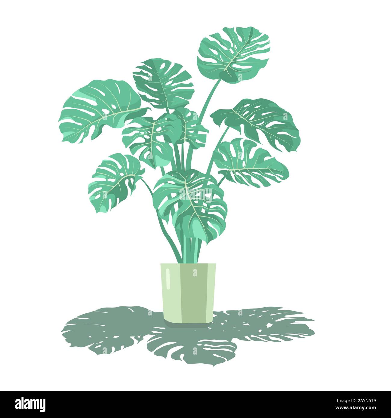Monstera plant in a flower pot with lush foliage. Vector illustration ...