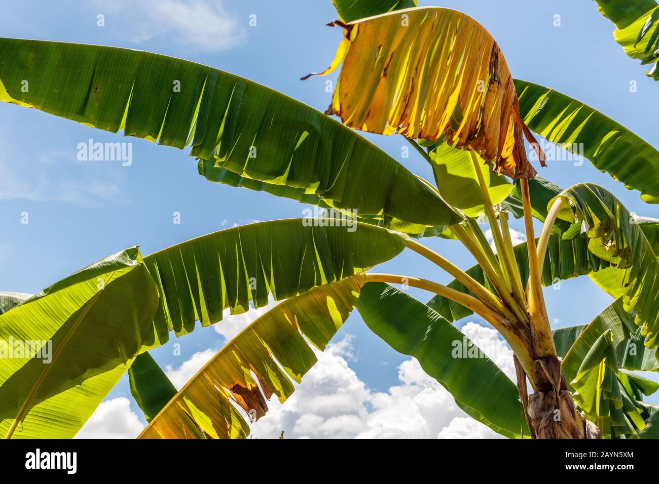 Banana tree leaves hi-res stock photography and images - Alamy