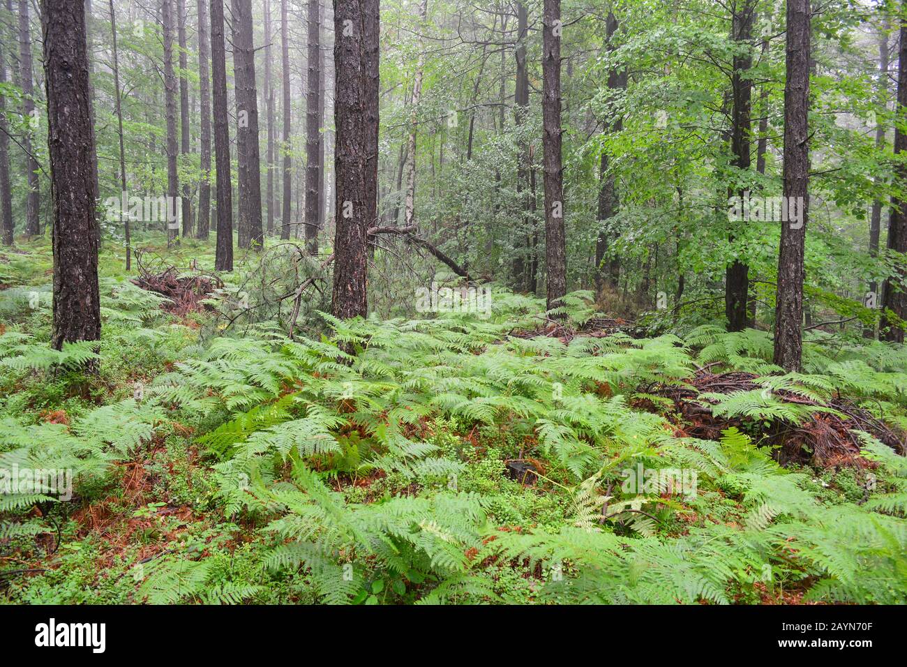 Black pine forest with a very few decidious trees and lot of green fern in foreground, wet vegetation  in early summer rain, Jelova gora, Serbia Stock Photo