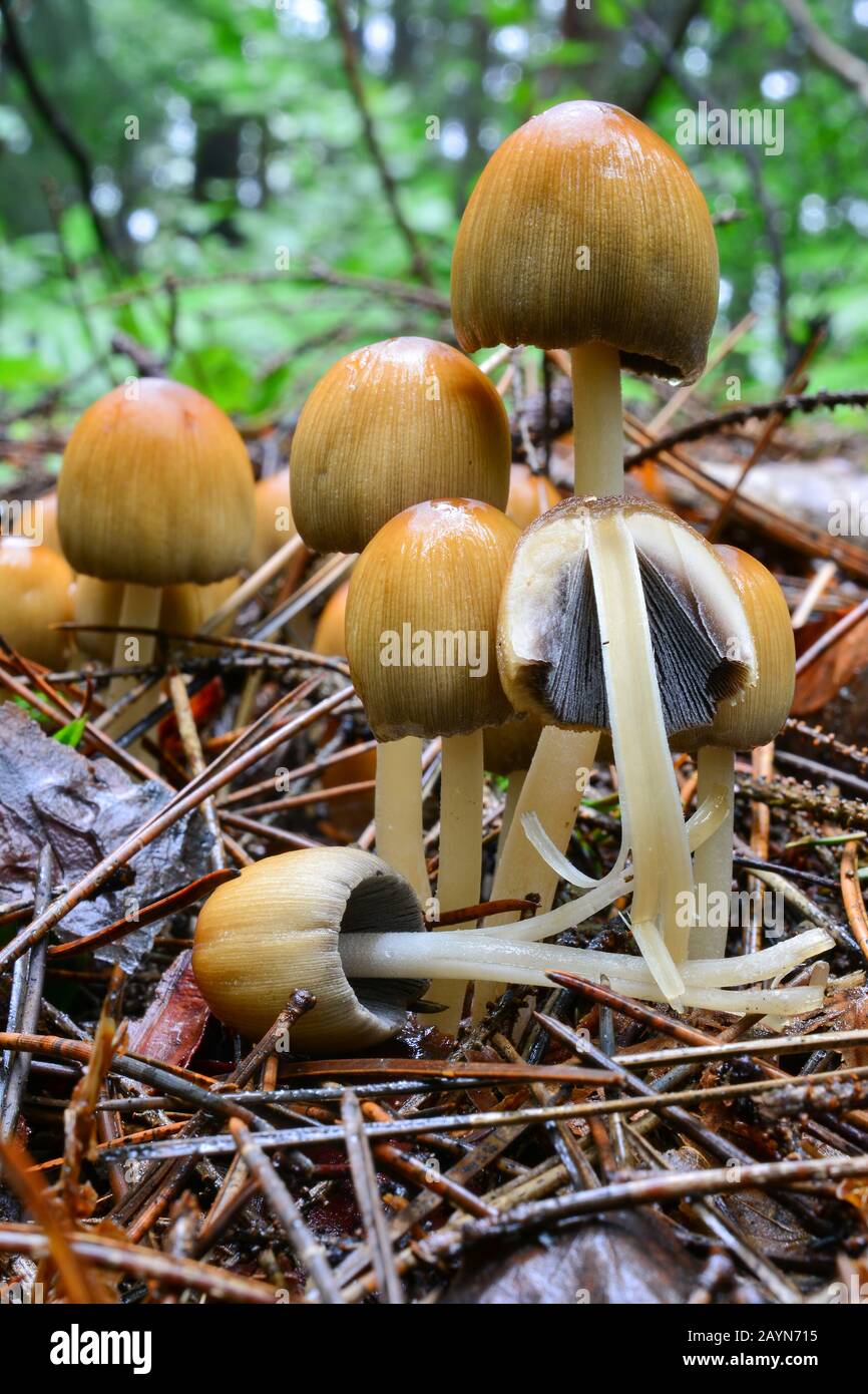 Cluster of Coprinus micaceus or Glistening Inkcap mushrooms, wet after early summer heavy rain, growing from soil of decayed pine needles, cross secti Stock Photo