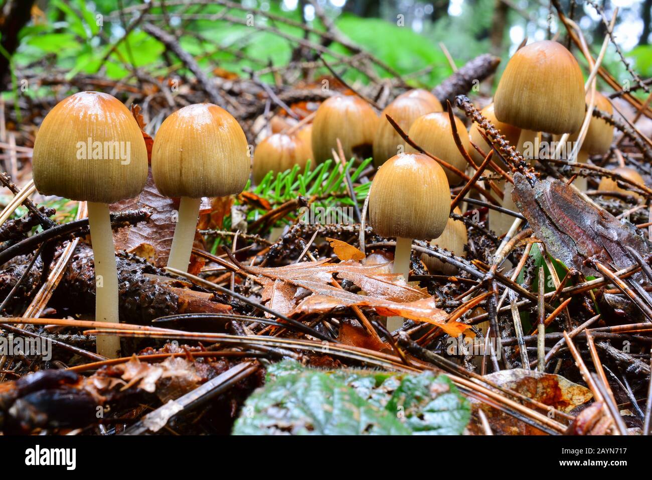 Big group of Coprinus micaceus or Glistening Inkcap mushrooms, wet after early summer heavy rain, growing from soil of decayed pine needles, horizonta Stock Photo