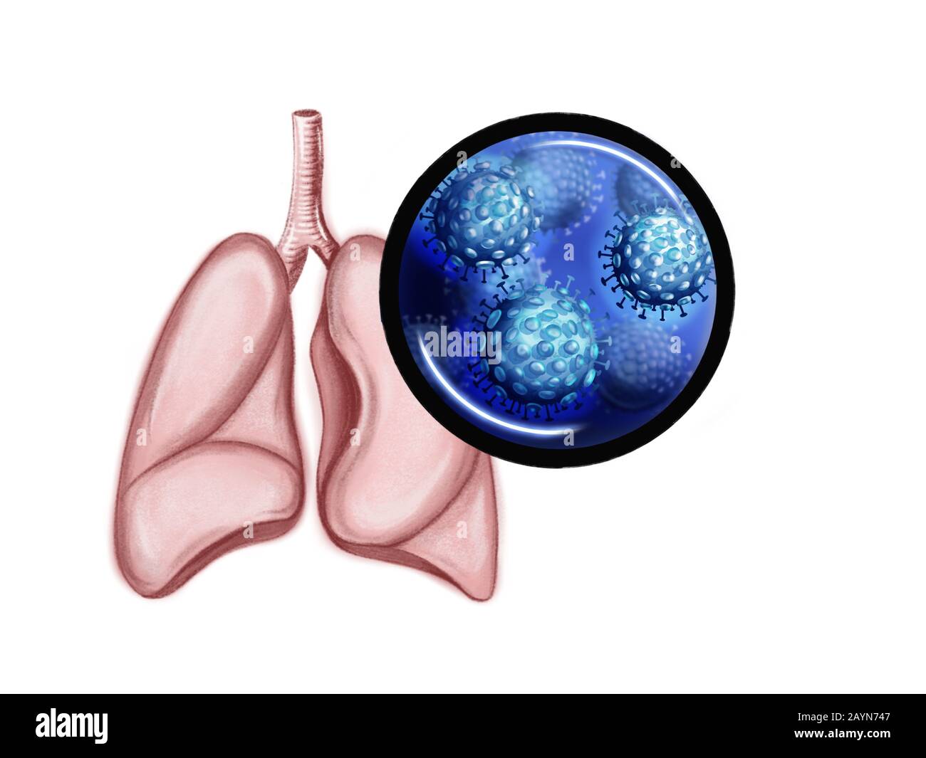 Illustration of the human lungs and coronavirus Stock Photo