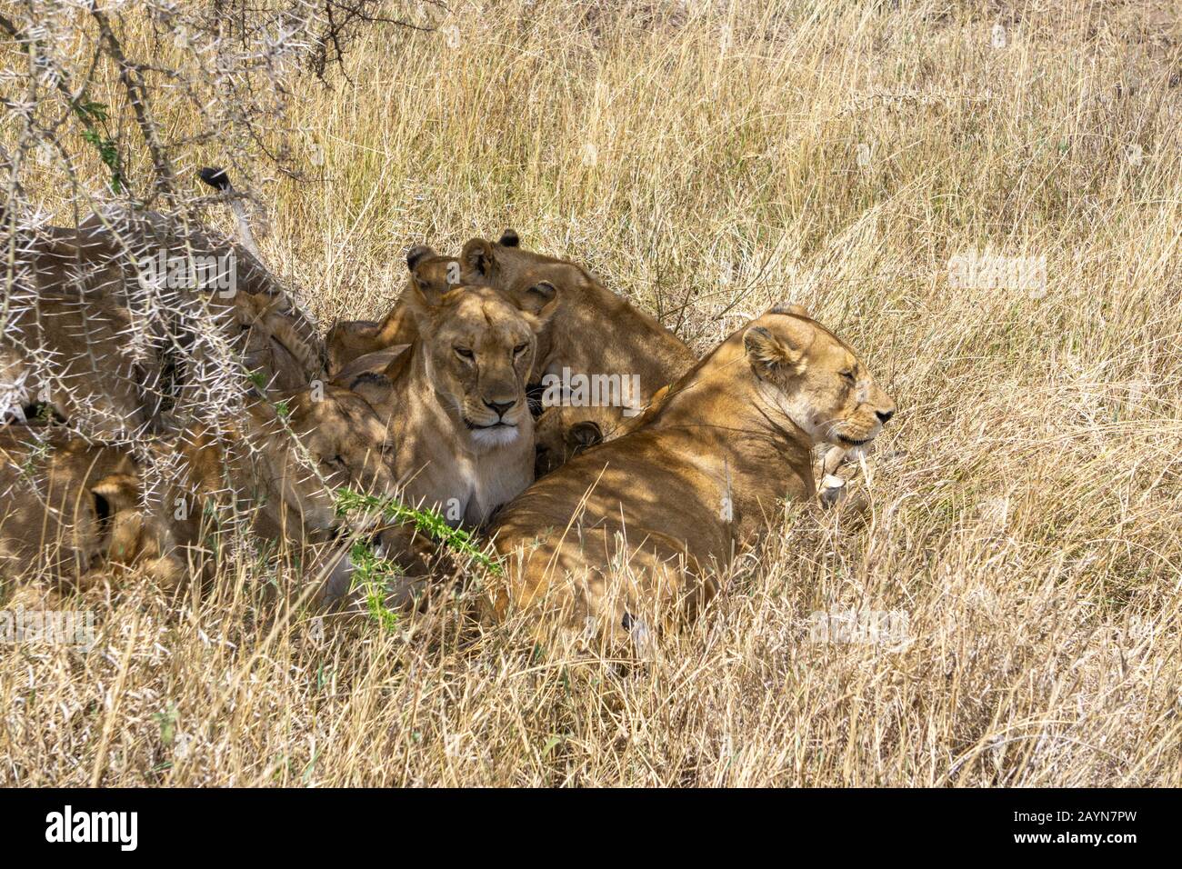 Lion family resting under a tree in Serengeti National Park, Tanzania, Africa. Stock Photo