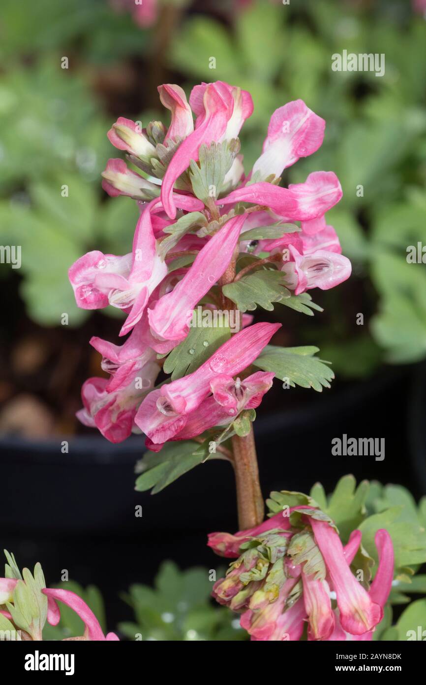Pale pink flowers of the early spring flowering Corydalis solida 'Beth Evans' Stock Photo