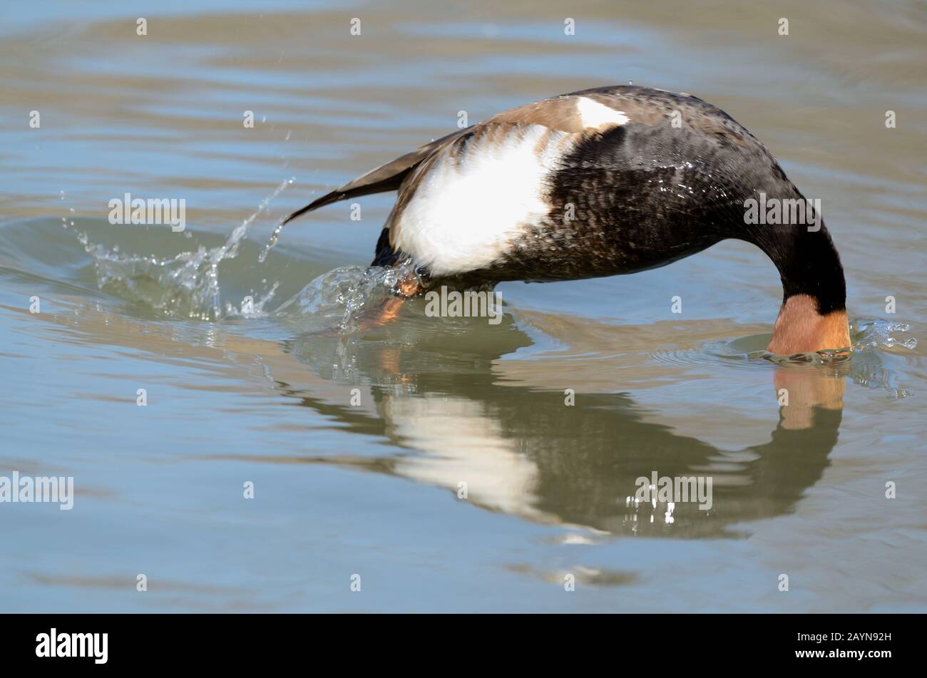 Male Red-Crested Pochard, Netta rufina, Diving or Diving Duck on Vaccarès Lake Camargue France Stock Photo