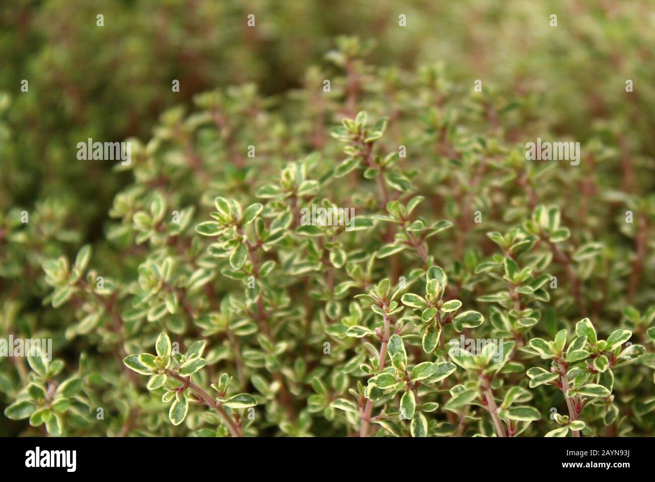 The Picture Shows A Field Of Thyme In The Garden Stock Photo