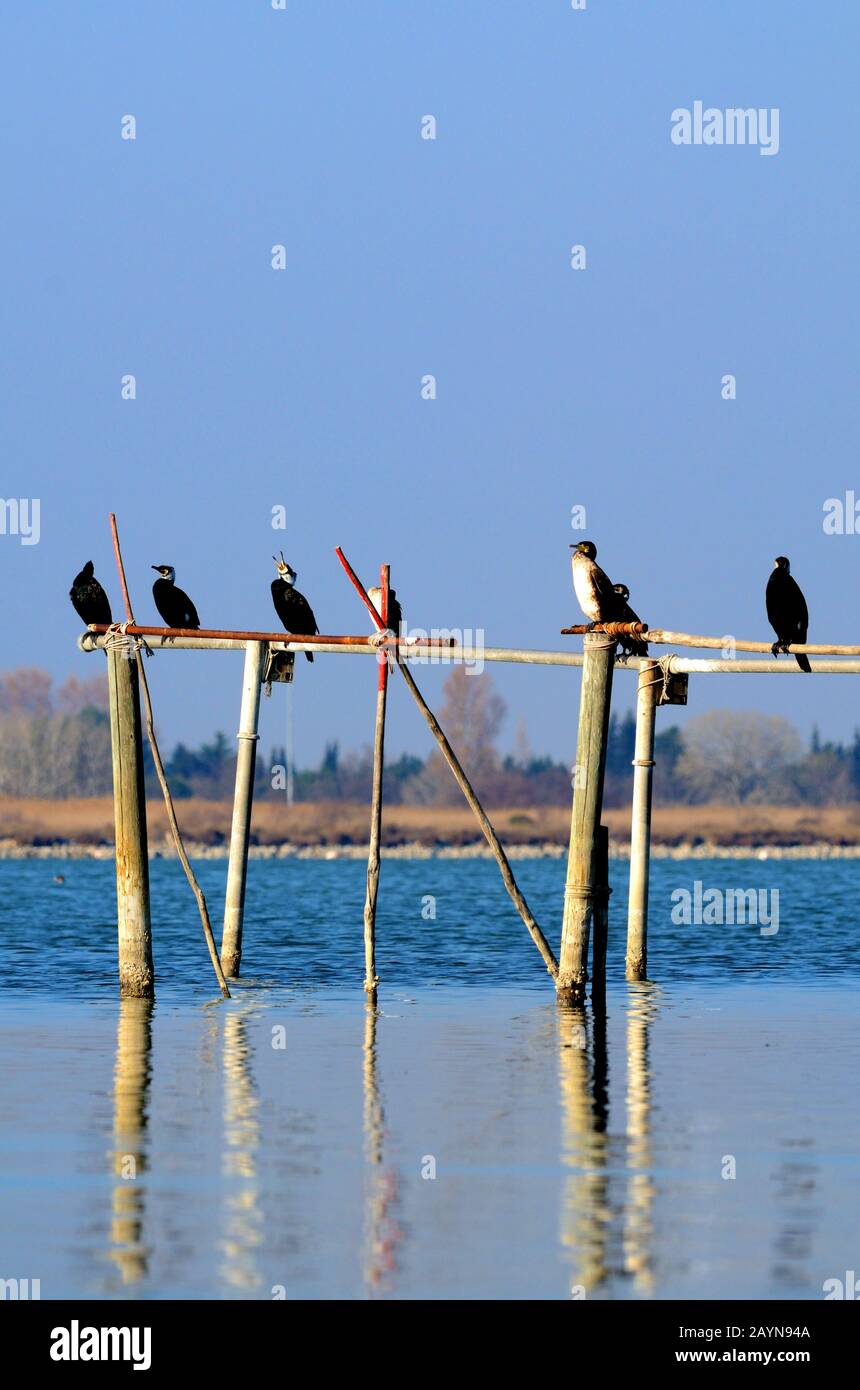 Great Cormorants, Phalacrocorax carbo, aka Great Black Cormorants, Black Shag or Large Cormorant Perched on Wooden Poles Camargue Provence France Stock Photo