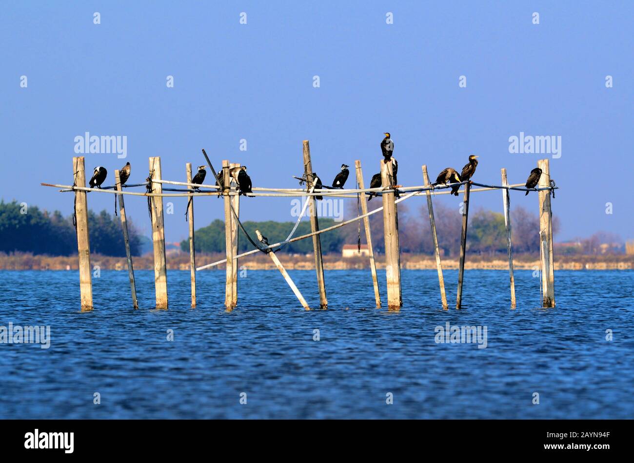 Great Cormorants, Phalacrocorax carbo, aka Great Black Cormorants, Black Shag or Large Cormorant Perched on Wooden Poles Camargue Provence France Stock Photo