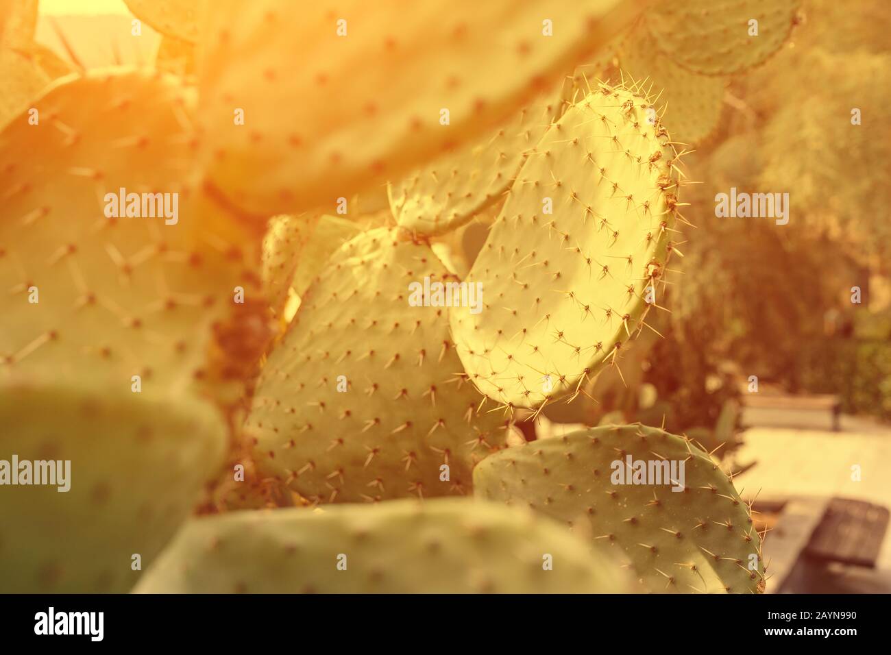 Closeup cactus plants in the desert. Hot weather and climate concept Stock Photo