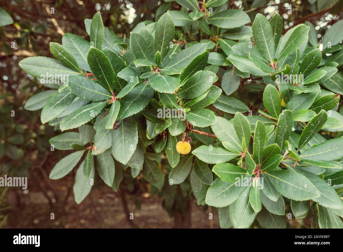 Strawberry tree bush or Arbutus Stock Photo Alamy