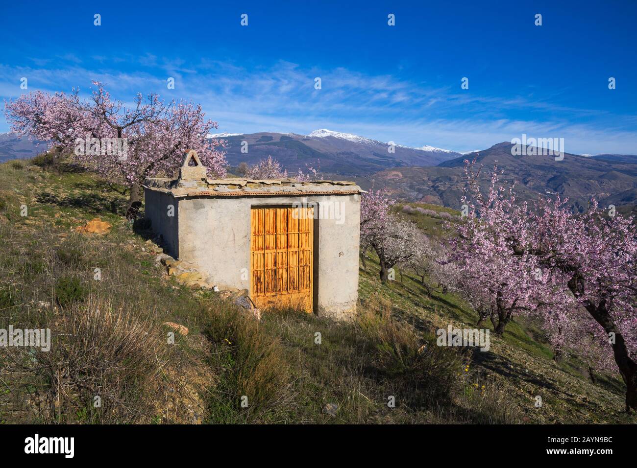 Flowering almond trees, almond blossom, almond trees blooming, Prunus dulcis, with Sierra Nevada mountains in the back at Andalucia, Spain in February Stock Photo