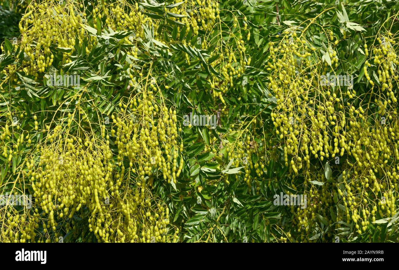 Close-up many bright yellow-green beans on Sophora japonica tree in sunlight. Stock Photo